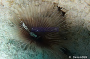 Bispira-melanostigma-Bonaire Buddy reef-23m-20180221-Denis-ADER-DSC_7366_tn